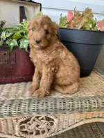 Sunburst, a female Miniature Goldendoodle for sale in Millersburg, PA – 1 of 3