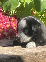 Rocky, a male Australian Shepherd and Border Collie for sale in Millersburg, PA – 3 of 3