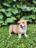 Amy, a female Pembroke Welsh Corgi for sale in Millersburg, PA – 4 of 4