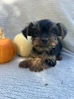 Houdini, a male Yorkshire Terrier for sale in Millersburg, PA – 3 of 3