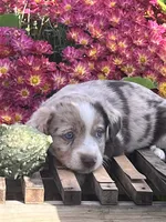 Rory , a female Australian Shepherd and Border Collie for sale in Millersburg, PA – 3 of 3