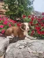 Jayce, a male Border Collie for sale in Millersburg, PA – 3 of 4