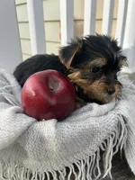 Moses, a male Yorkshire Terrier for sale in Millersburg, PA – 2 of 3