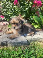 Twilight, a female Shorkie for sale in Millersburg, PA – 2 of 5