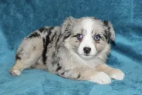 Lacey, a female Miniature Australian Shepherd for sale in Millersburg, PA – Photo 3 of 3