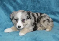 Lacey, a female Miniature Australian Shepherd for sale in Millersburg, PA – Photo 2 of 3