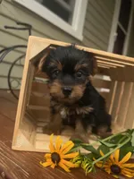 Austin, a male Yorkshire Terrier for sale in Millersburg, PA – 2 of 3