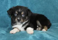 Jasper, a male Miniature Australian Shepherd for sale in Millersburg, PA – Photo 2 of 3