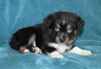 Jasper, a male Miniature Australian Shepherd for sale in Millersburg, PA – Photo 3 of 3