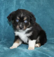Jasper, a male Miniature Australian Shepherd for sale in Millersburg, PA – Photo 1 of 3