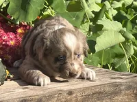 River, a female Australian Shepherd and Border Collie for sale in Millersburg, PA – 1 of 3