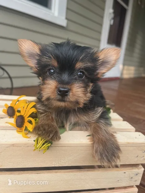 Alice – Yorkshire Terrier puppy for sale in Millersburg, PA