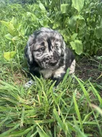 Luke, a male Australian Shepherd and Golden Retriever for sale in Millersburg, PA – 3 of 4