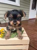 Arty, a male Yorkshire Terrier for sale in Millersburg, PA – 3 of 4