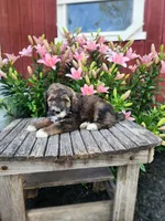 Coco, a male Bernedoodle for sale in Millersburg, PA – 3 of 3
