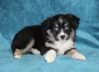 Rocky, a male Miniature Australian Shepherd for sale in Millersburg, PA – Photo 2 of 3