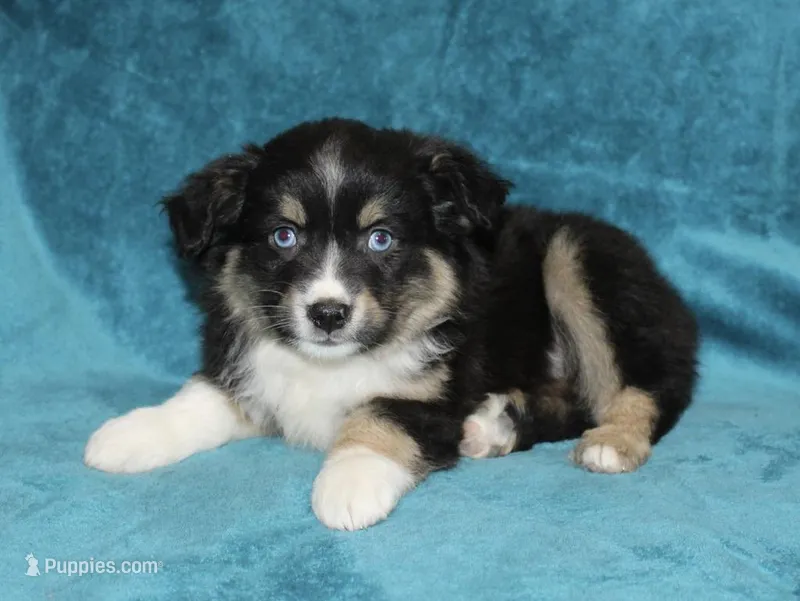 Rocky – Miniature Australian Shepherd puppy for sale in Millersburg, PA
