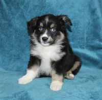 Rocky, a male Miniature Australian Shepherd for sale in Millersburg, PA – Photo 3 of 3