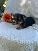 Windy, a female Yorkshire Terrier for sale in Millersburg, PA – 3 of 3