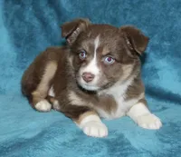 Lila, a female Miniature Australian Shepherd for sale in Millersburg, PA – Photo 2 of 3
