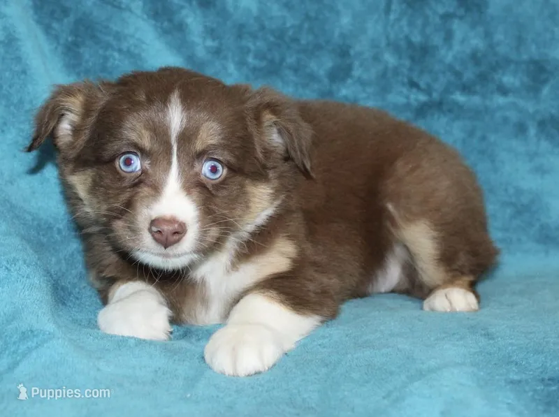 Lila – Miniature Australian Shepherd puppy for sale in Millersburg, PA