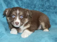 Lila, a female Miniature Australian Shepherd for sale in Millersburg, PA – Photo 1 of 3