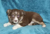 Lila, a female Miniature Australian Shepherd for sale in Millersburg, PA – Photo 3 of 3