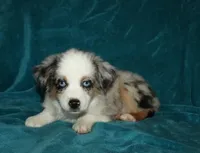 Pansy, a female Miniature Australian Shepherd for sale in Millersburg, PA – 2 of 4