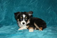 Sparky, a male Miniature Australian Shepherd for sale in Millersburg, PA – 2 of 4