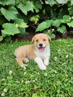 Andrew, a male Pembroke Welsh Corgi for sale in Millersburg, PA – 2 of 4