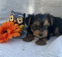 Willy, a male Yorkshire Terrier for sale in Millersburg, PA – 2 of 3