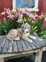 Champ, a male Bernedoodle for sale in Millersburg, PA – 3 of 3