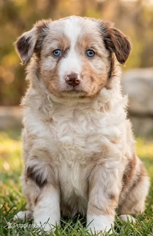 Chanrick – Australian Shepherd, Border Collie puppy for sale in Millersburg, PA