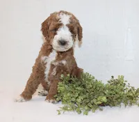 Andy, a male Poodle - Miniature  for sale in Millersburg, PA – Photo 2 of 4