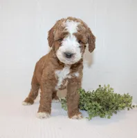 Andy, a male Poodle - Miniature  for sale in Millersburg, PA – Photo 4 of 4