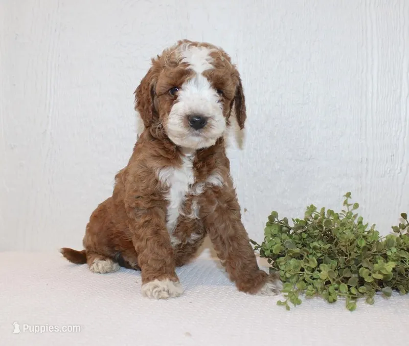Andy – Poodle - Miniature  puppy for sale in Millersburg, PA