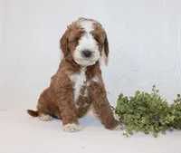 Andy, a male Poodle - Miniature  for sale in Millersburg, PA – Photo 1 of 4