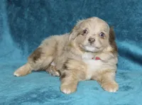 Lulu, a female Miniature Australian Shepherd for sale in Millersburg, PA – Photo 4 of 4