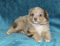 Lulu, a female Miniature Australian Shepherd for sale in Millersburg, PA – Photo 3 of 4