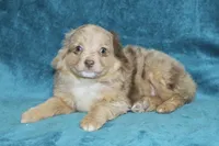Lulu, a female Miniature Australian Shepherd for sale in Millersburg, PA – Photo 2 of 4