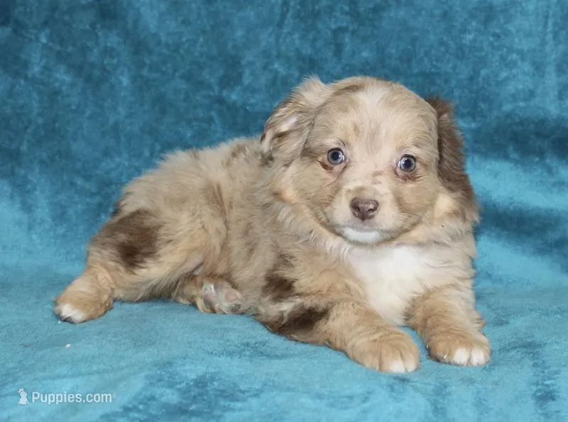 Lulu – Miniature Australian Shepherd puppy for sale in Millersburg, PA