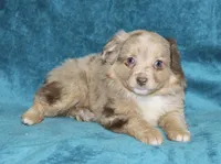 Lulu, a female Miniature Australian Shepherd for sale in Millersburg, PA – Photo 1 of 4