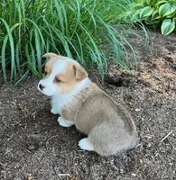 Larry, a male Pembroke Welsh Corgi for sale in Millersburg, PA – 2 of 3