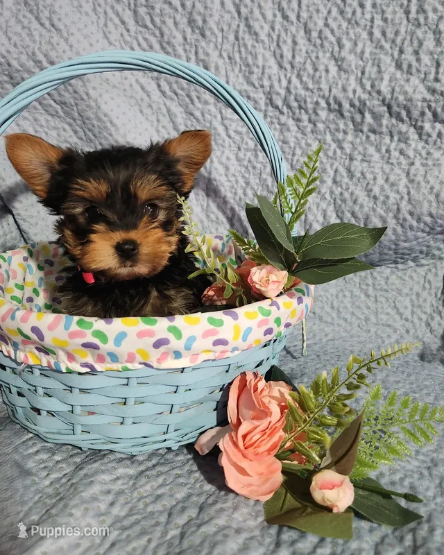 Sassy – Yorkshire Terrier puppy for sale in Millersburg, PA