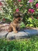 Theo, a male Shorkie for sale in Millersburg, PA – 3 of 5