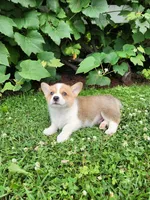 Aaron, a male Pembroke Welsh Corgi for sale in Millersburg, PA – 4 of 4