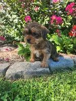 Theo, a male Shorkie for sale in Millersburg, PA – 2 of 5