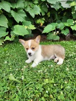 Aaron, a male Pembroke Welsh Corgi for sale in Millersburg, PA – 3 of 4