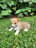 Adam, a male Pembroke Welsh Corgi for sale in Millersburg, PA – 2 of 4