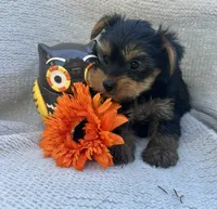 Wonka, a male Yorkshire Terrier for sale in Millersburg, PA – 3 of 3